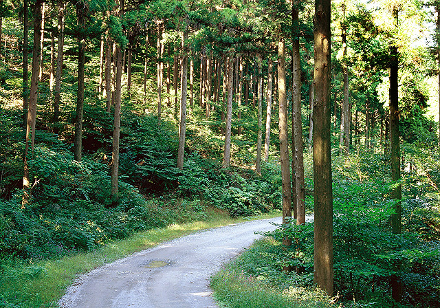 장성 편백숲, 산림치유 서비스 개시 이미지1