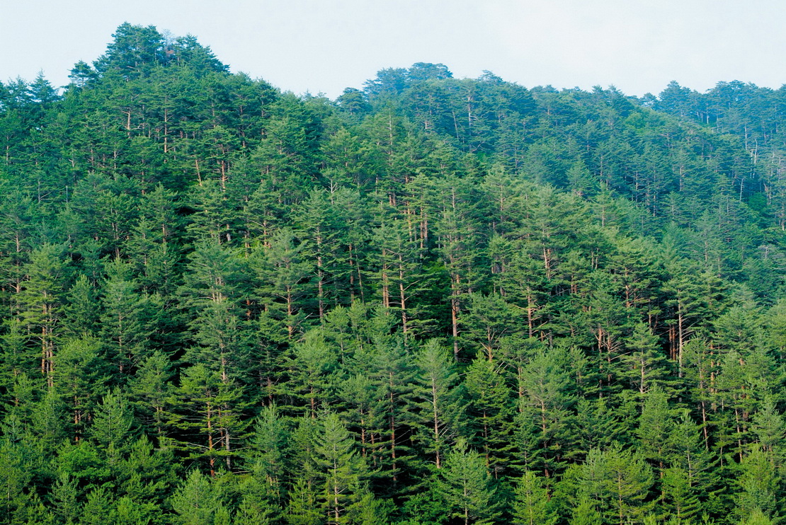 수원함양·목재생산 조화된 숲가꾸기 방안 찾는다 이미지1