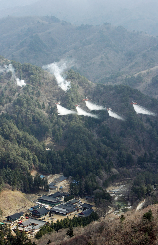 산림청의 긴급 특명, 월정사를 보호하라!