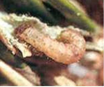 Dichocrocis punctiferalis (Guenee) 이미지