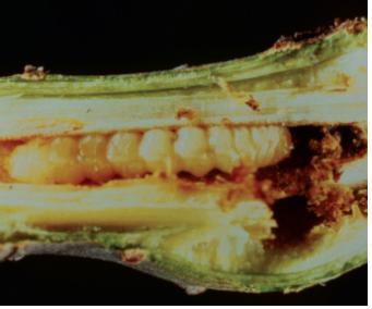 Compsidia populea (Linnaeus) 이미지