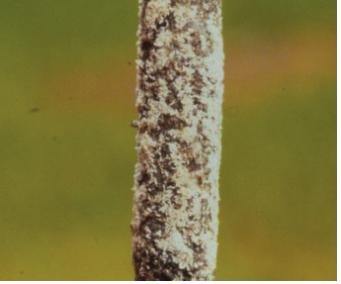 Pseudaulacaspis prunicola(Maskell) 이미지