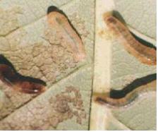 Caliroa carinata Zombori 이미지