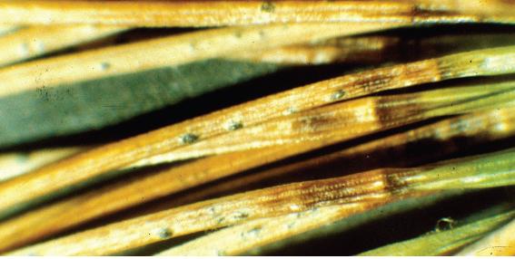 Pseudocercospora pini-densiflorae (Hori &amp; Nambu) Deighton =Cercospora pini-densiflorae Hori &amp; Nambu 이미지