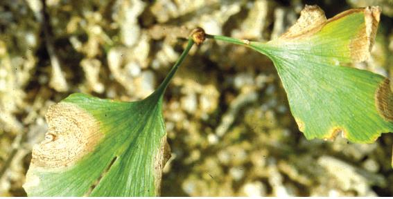 Pestalotia ginkgo Hori = P. sinensis Shen 이미지