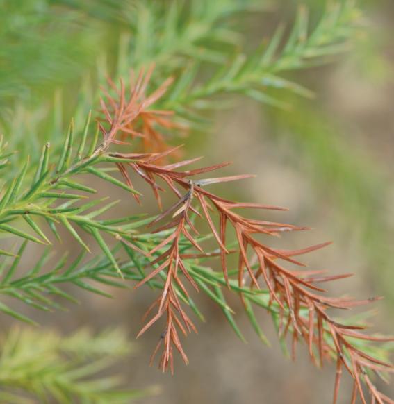 Cercospora sequoiae Ellis &amp; Everhart. 이미지