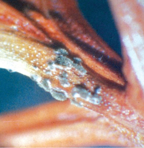 Cercospora sequoiae Ellis &amp; Everhart. 이미지