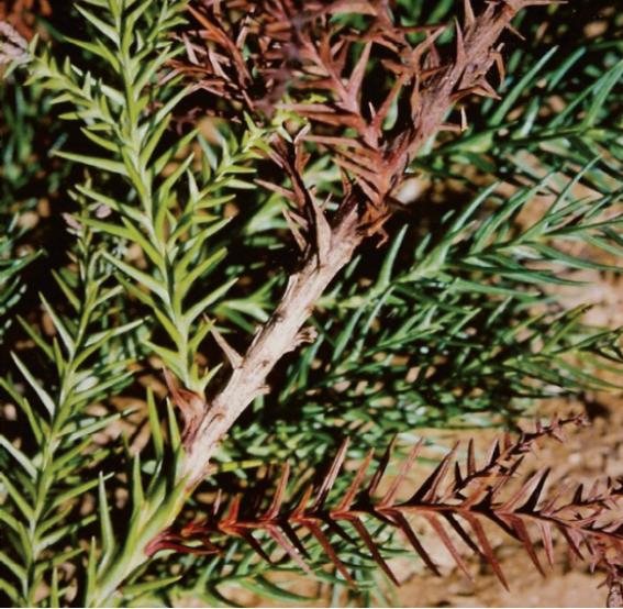 Pestalotiopsis foedans (Sacc. &amp; Ellis) Steyaert·Pestalotiopsis glandicola (Castagne) Steyaert 이미지