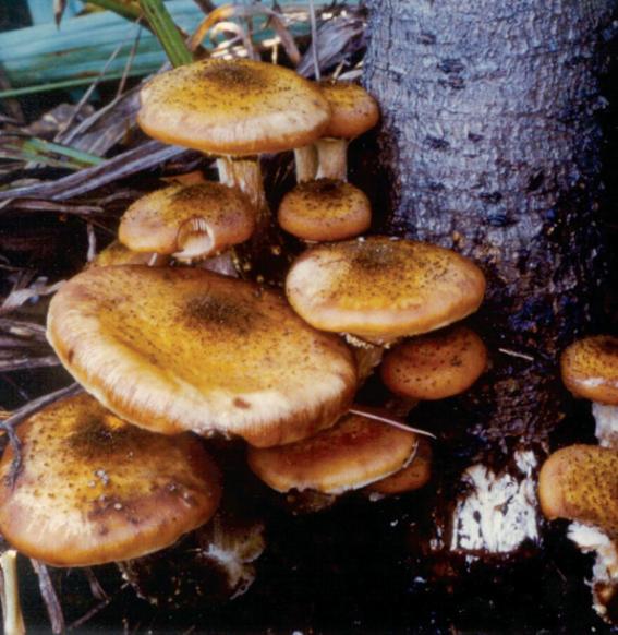 Armillaria spp.[Honey mushroom 뽕나무버섯] 이미지