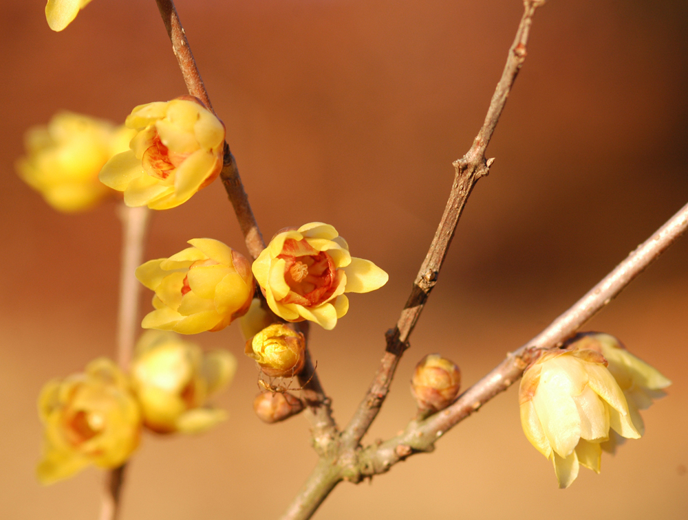 봄을 재촉하는 ‘납매’, 노란꽃 활짝 폈다 이미지1