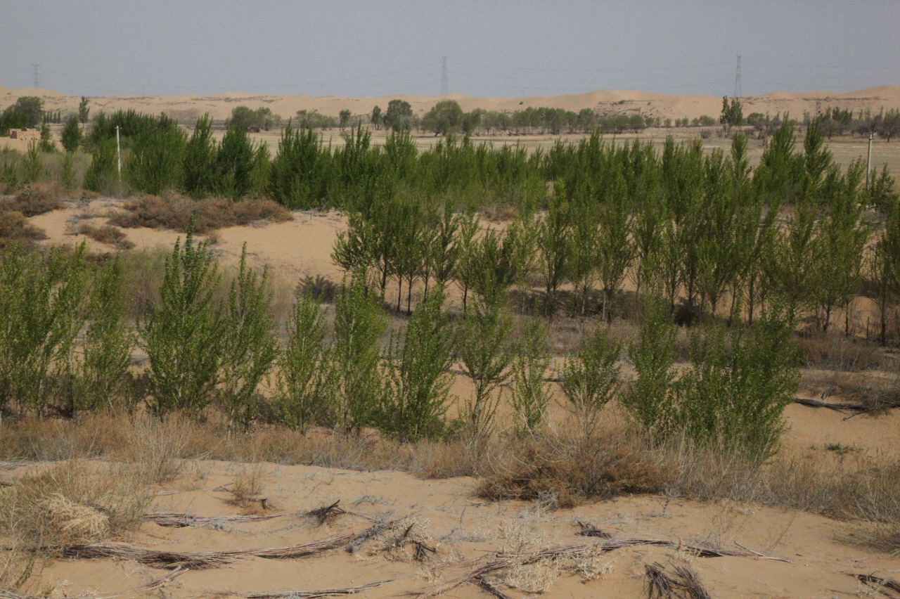 황사 발원지 중국 사막에 녹색장성 쌓다! 이미지1