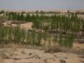 황사 발원지 중국 사막에 녹색장성 쌓다!