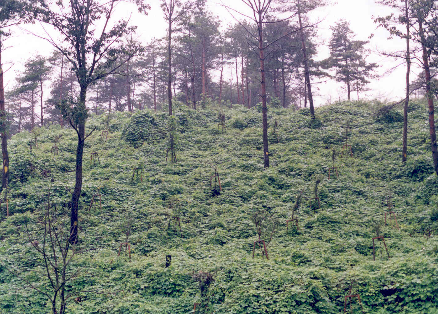 국립산림과학원,‘건강한 숲은 사후관리가 중요’시사 이미지1