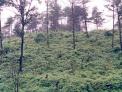 국립산림과학원,‘건강한 숲은 사후관리가 중요’시사