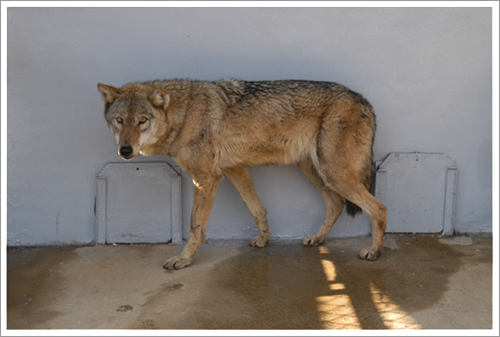 국립수목원 탈출 늑대 포획