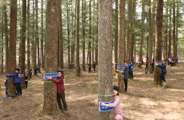 산림청, 나무 안아주기(트리허그) 세계 기록 경신 도전