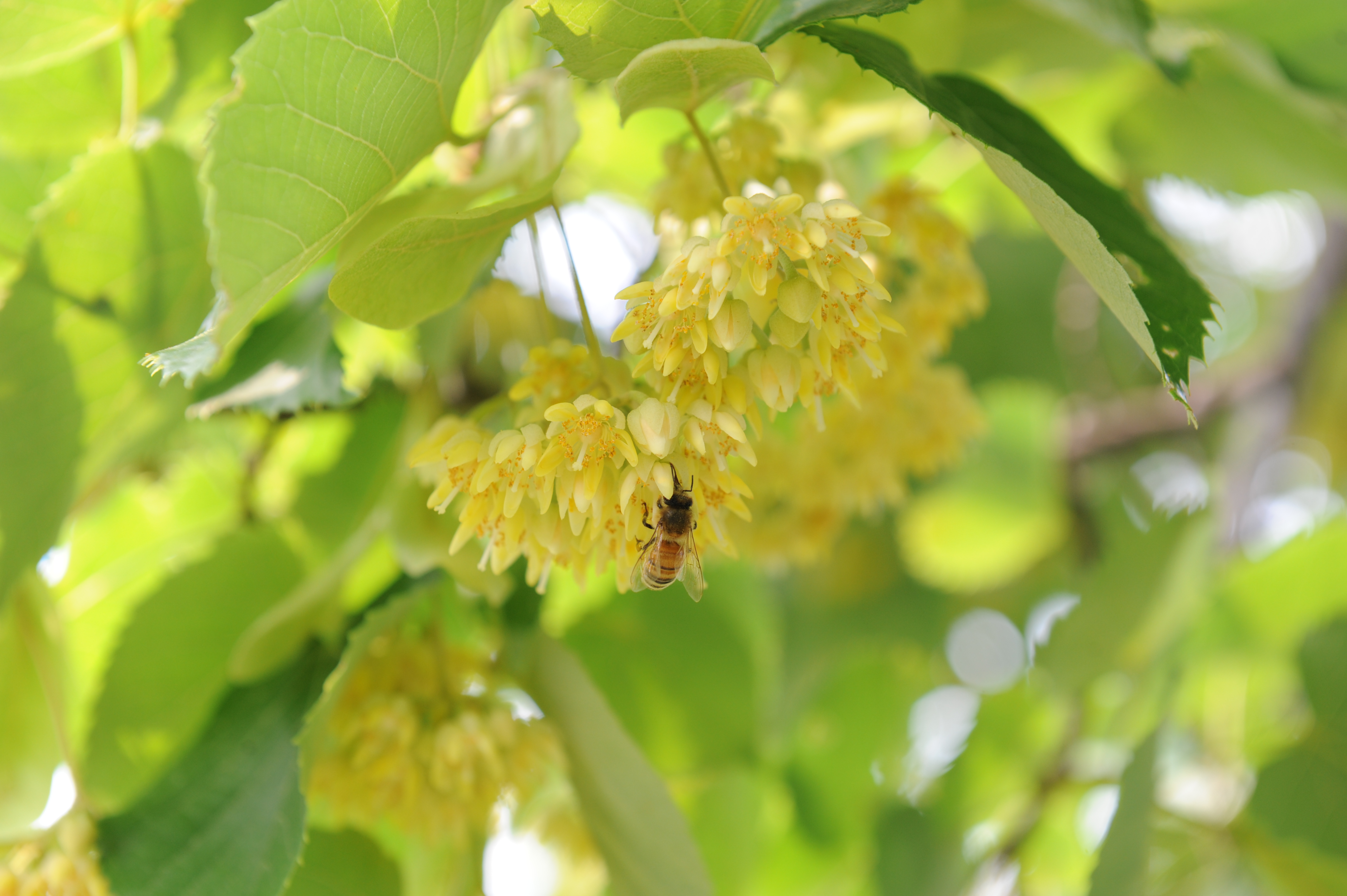 ‘꿀 떨어지는’ 찰피나무, 대량 생산 길 열려 이미지1
