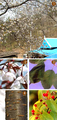 산벚나무 전경사진 및 꽃, 잎, 줄기, 열매 이미지