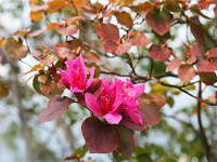 참꽃나무<br>Rhododendron weyrichii