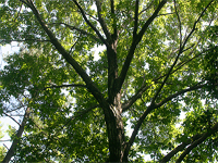 졸참나무<br>Quercus serrata Thunb. ex Murray