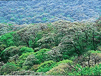 울창해진 산림의 모습