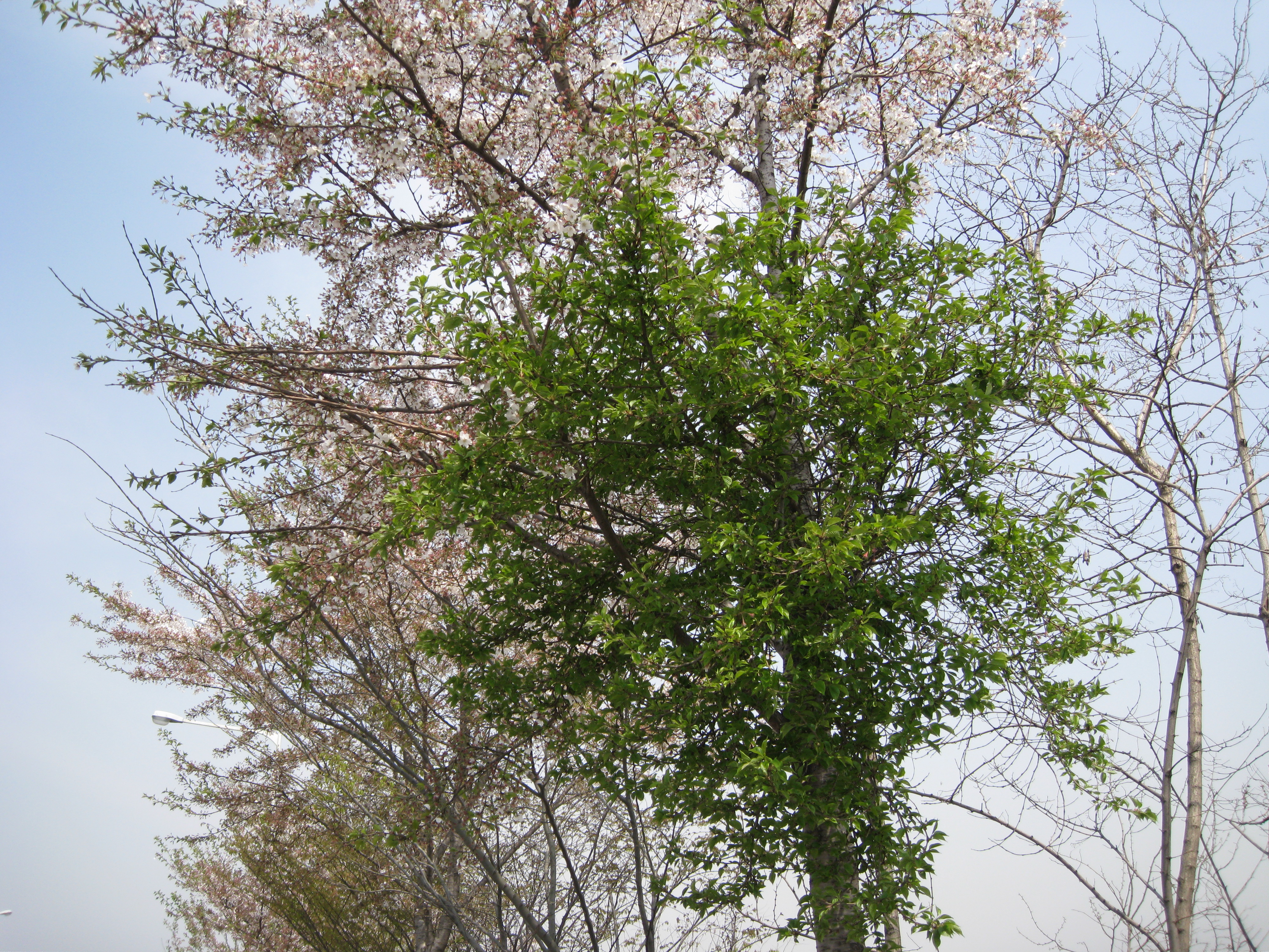 봄꽃을 지켜라! ‘벚나무 빗자루병’ 사전 관리 중요!! 이미지2