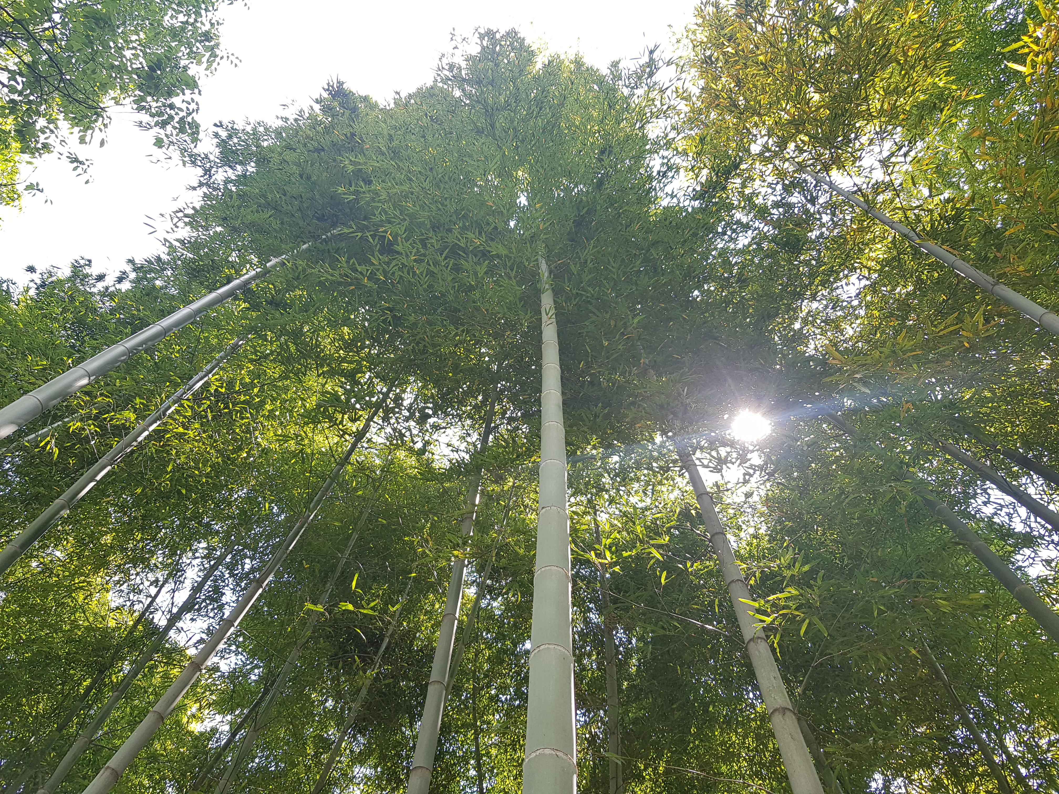 팔방미인 대나무, 온실가스 저감 효과까지 우수 이미지3