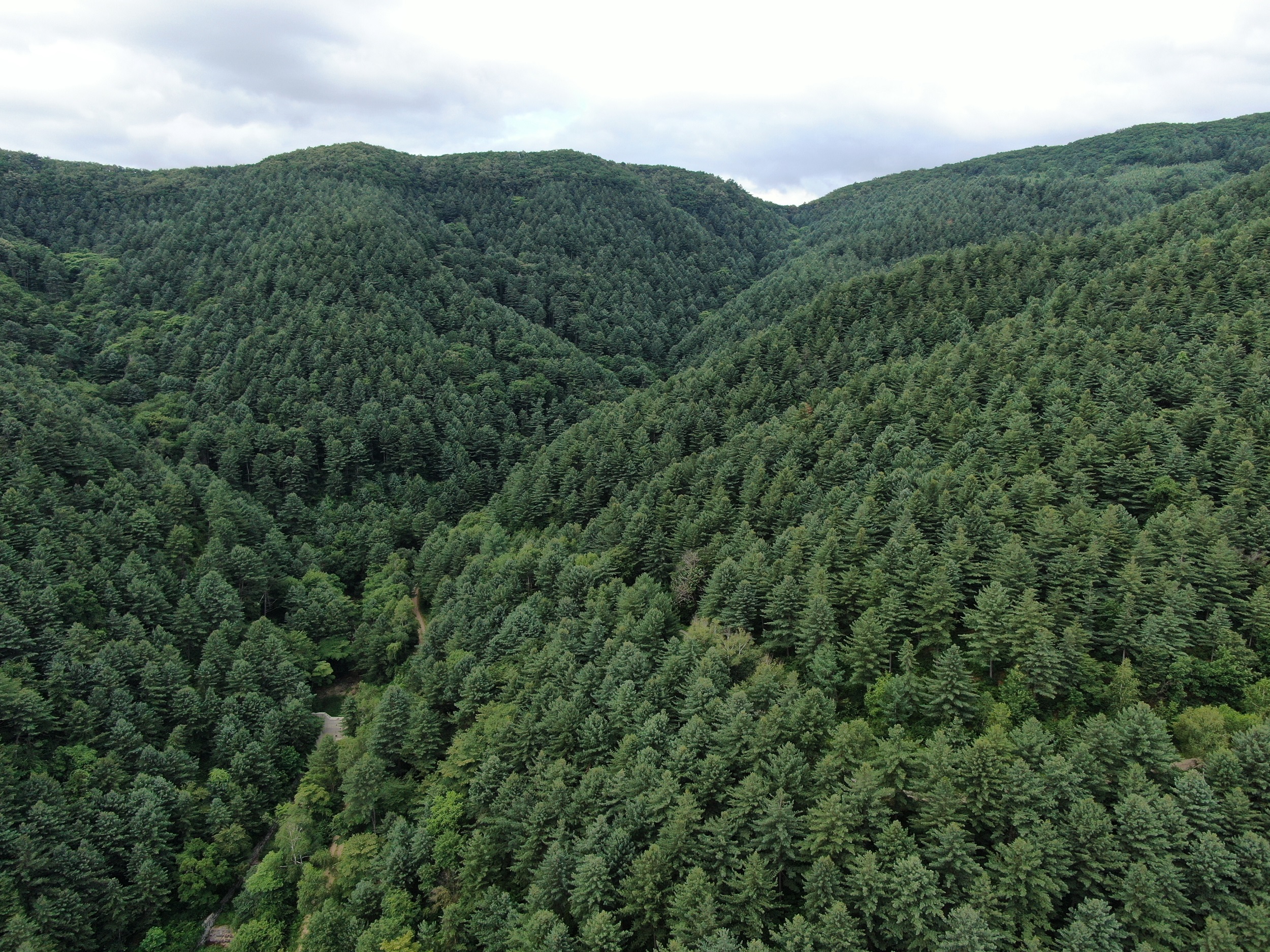 5월의 국유림 명품숲 ‘홍천 가리산 잣나무 숲’ 이미지3