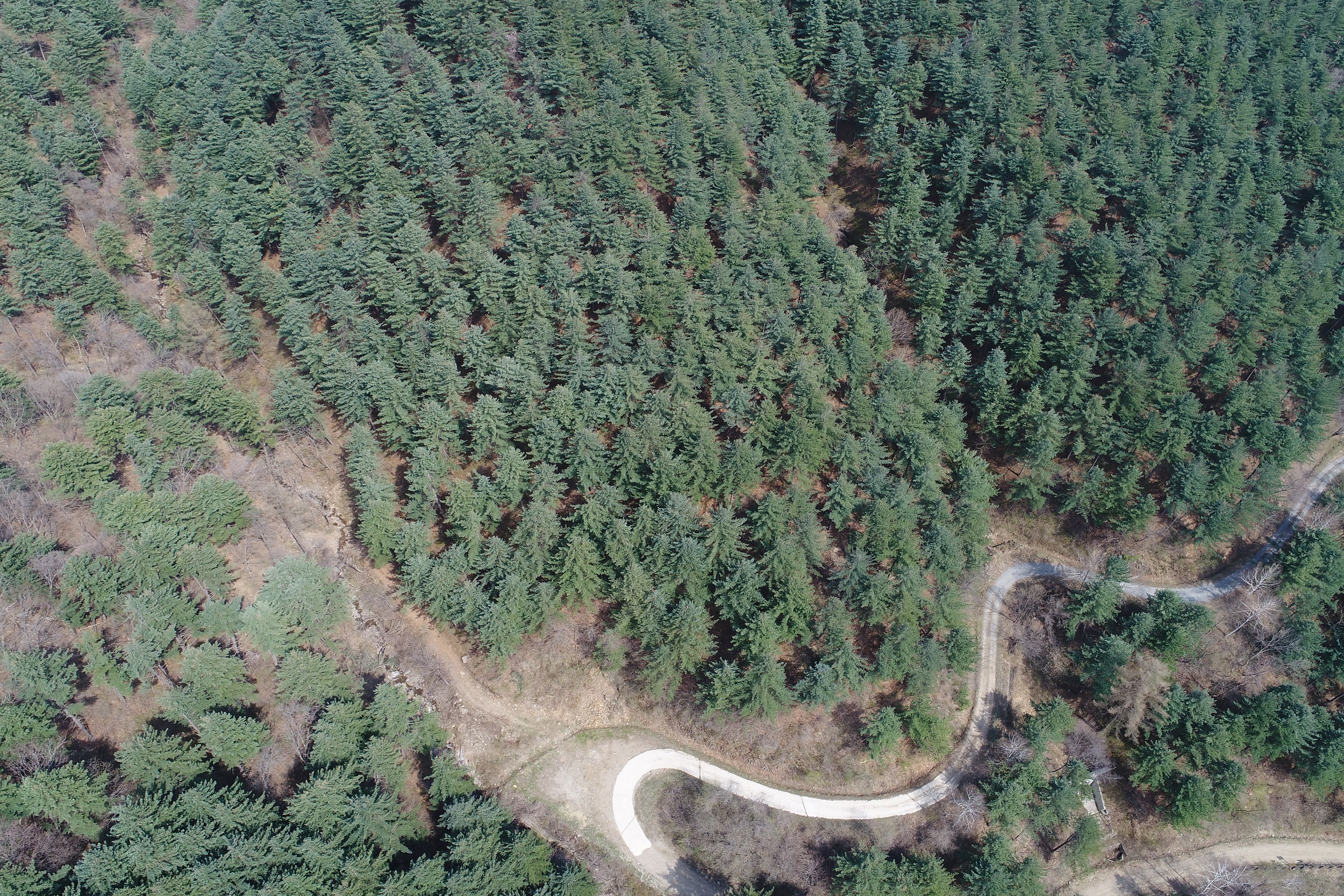 5월의 국유림 명품숲 ‘홍천 가리산 잣나무 숲’ 이미지4