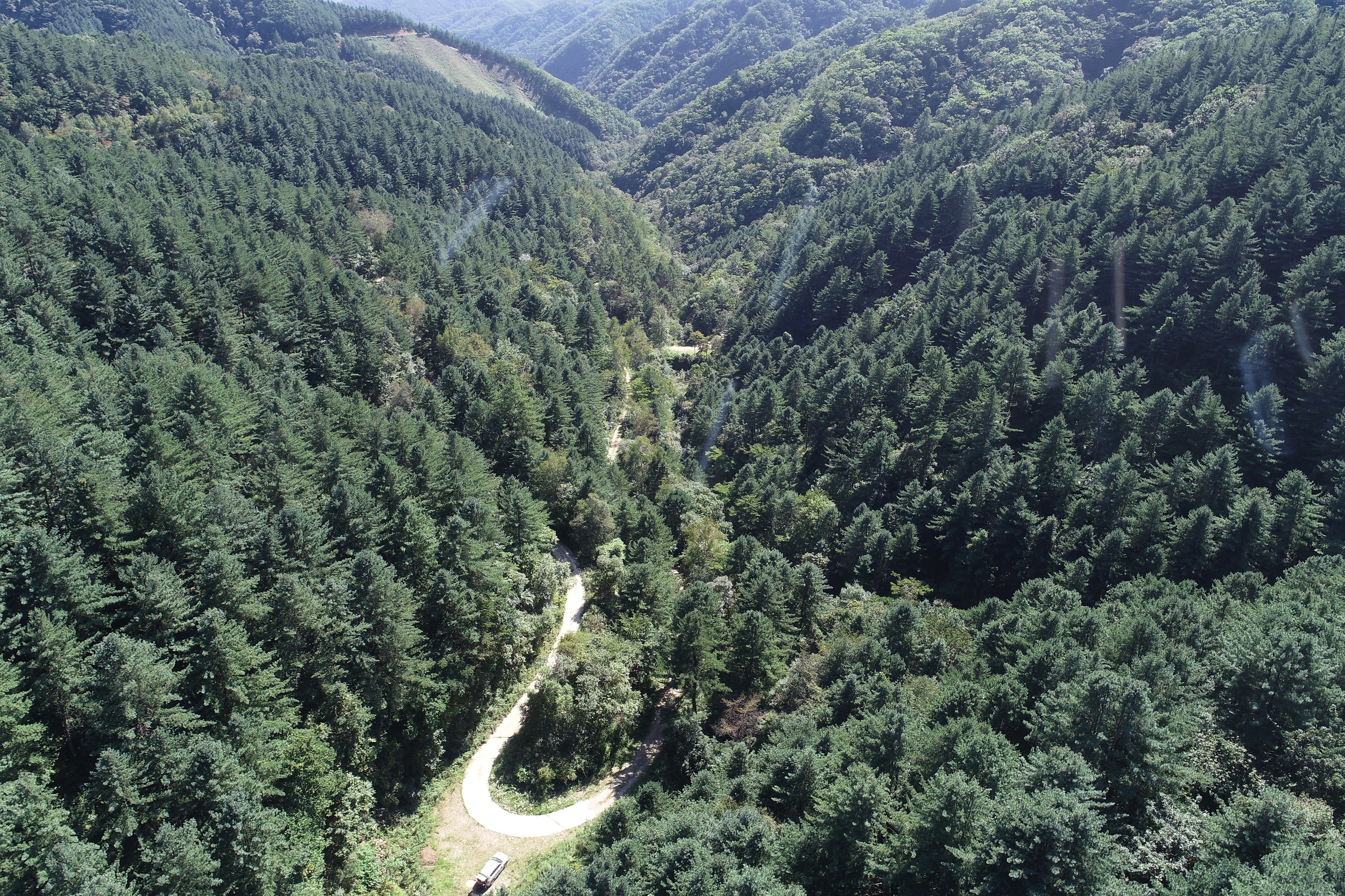 5월의 국유림 명품숲 ‘홍천 가리산 잣나무 숲’ 이미지5