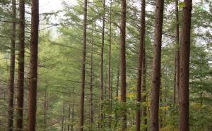 자연휴양림이 있어 더 풍요로운 청옥산 생태·경영숲