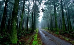 아름드리 삼나무 숲의 비경, 사려니숲