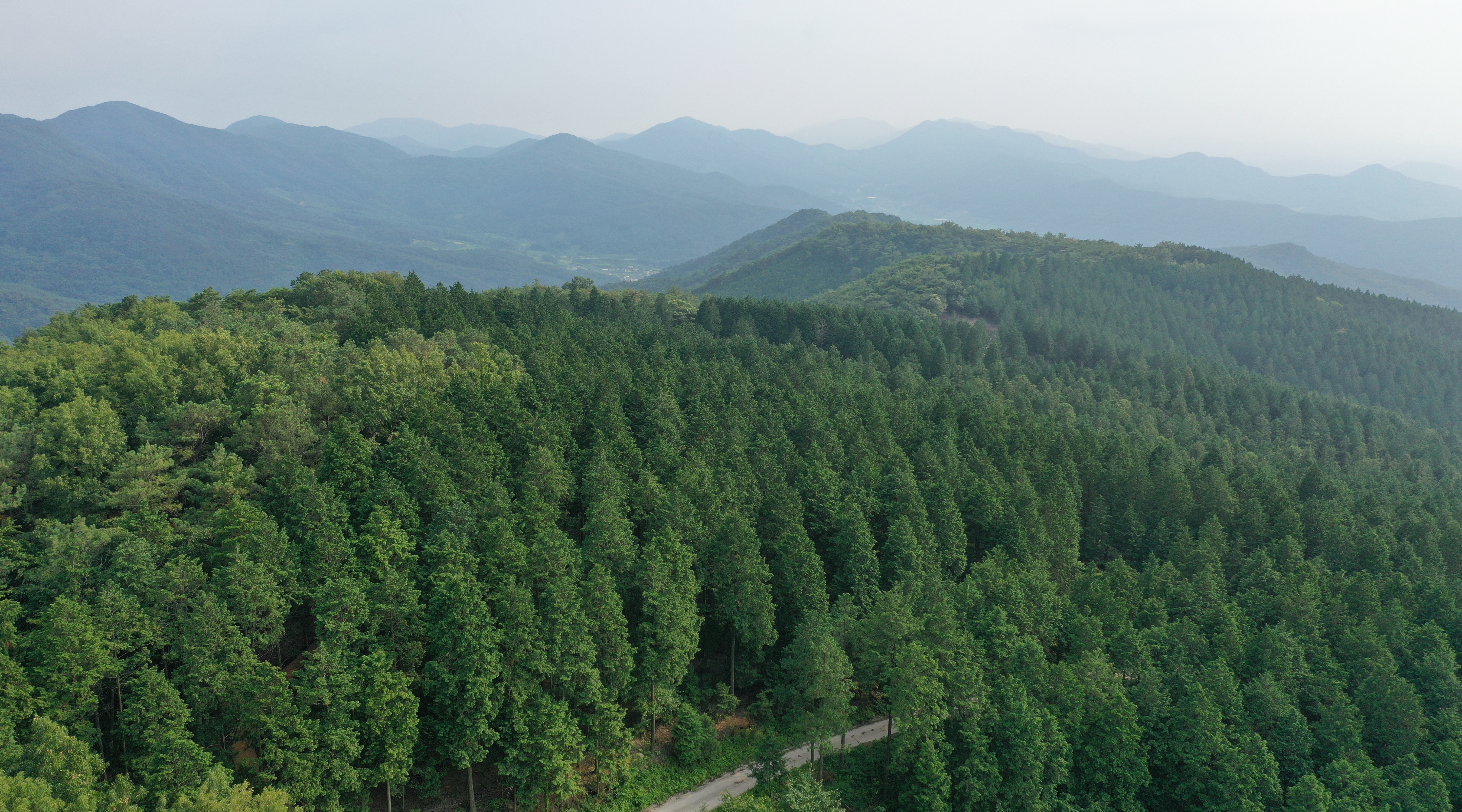 고창 문수산 편백숲 이미지1