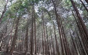 자연경관이 수려한 대장동 편백숲