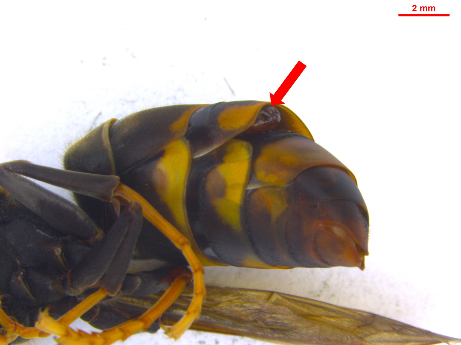 침입외래종 “등검은말벌” 기생자 첫 발견 이미지1