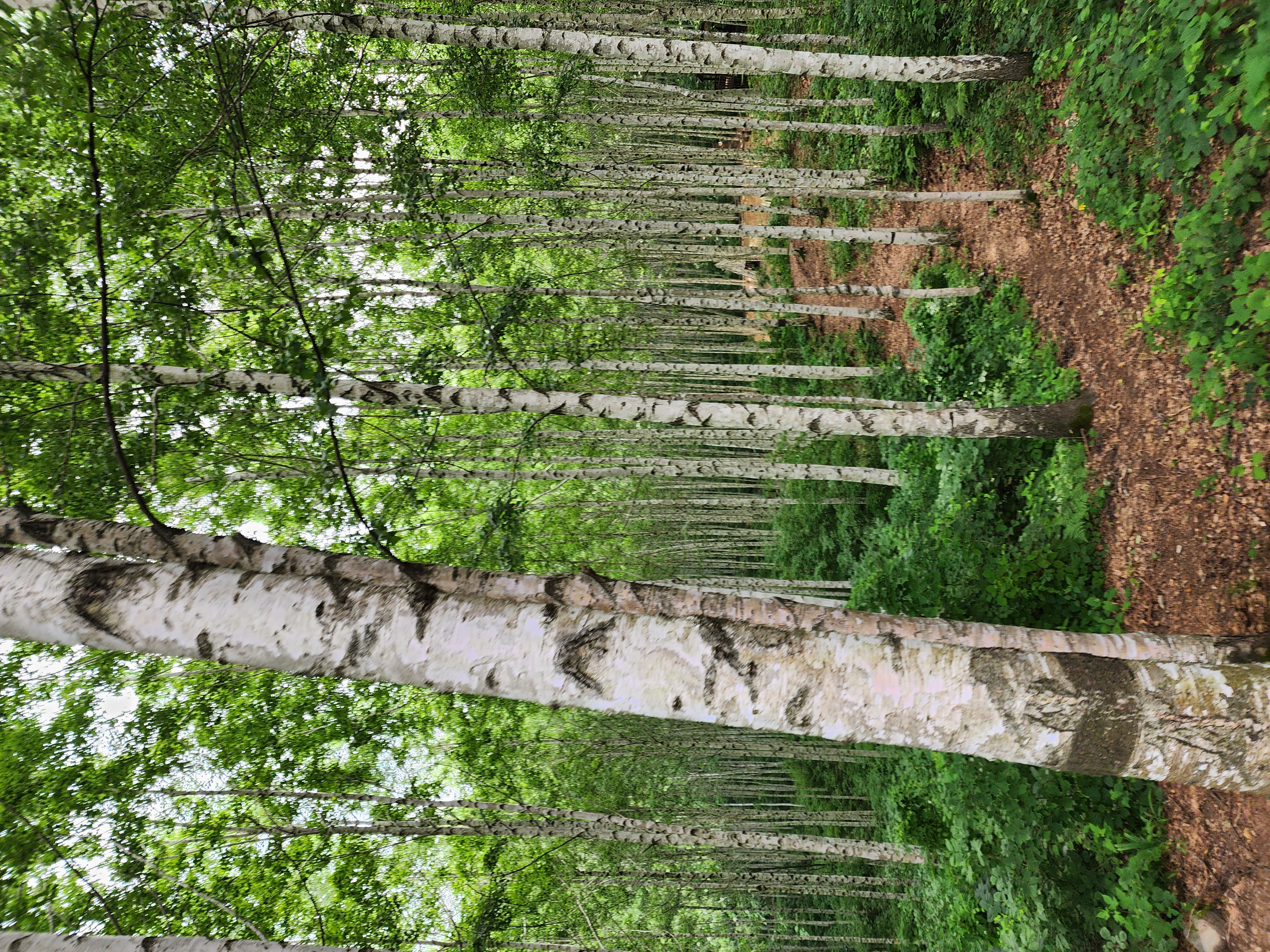 활엽수 조림 확대를 위한 종자공급원 발굴 이미지1