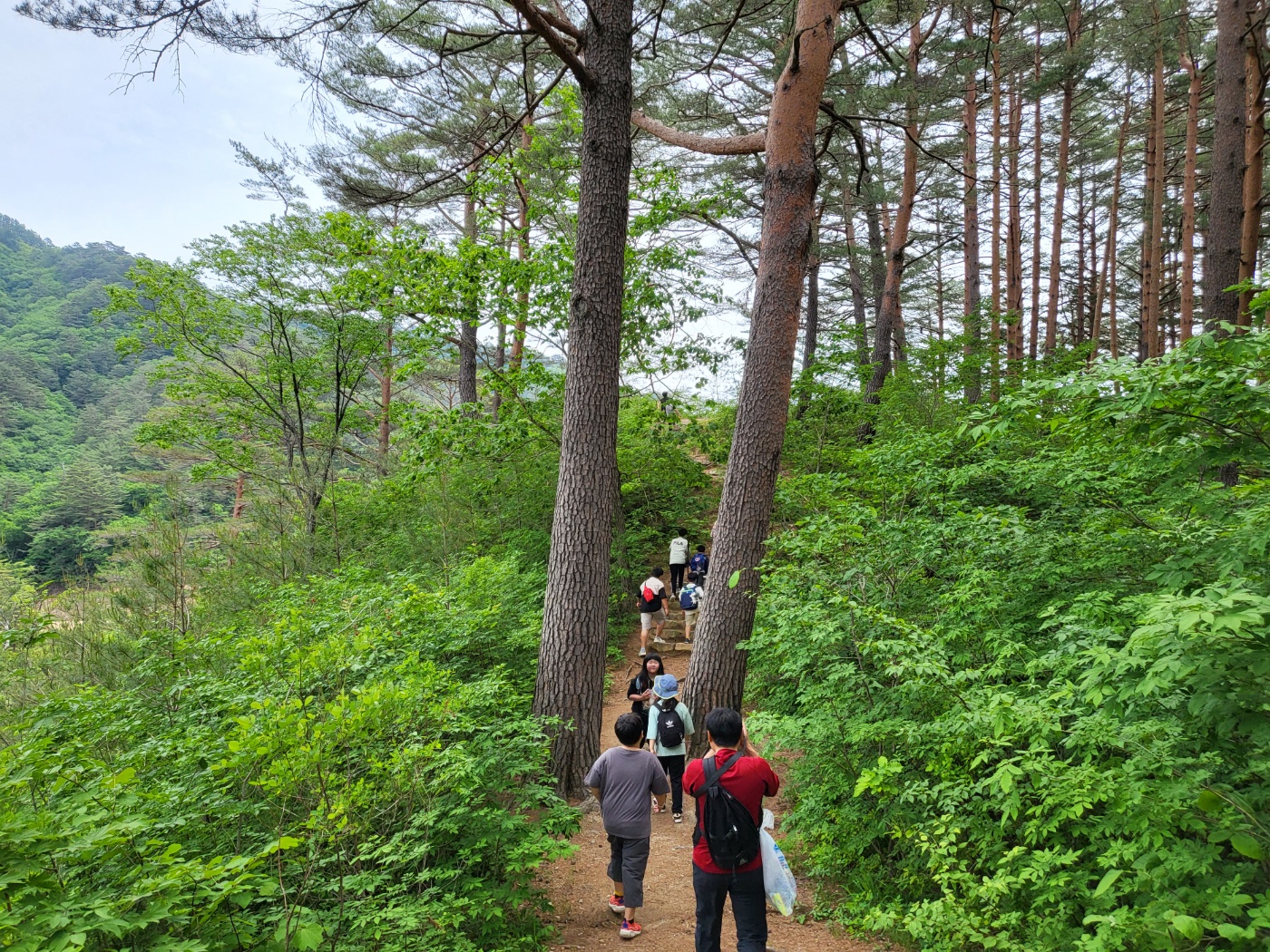 청정 울진금강소나무숲길로 놀러오세요! 이미지1