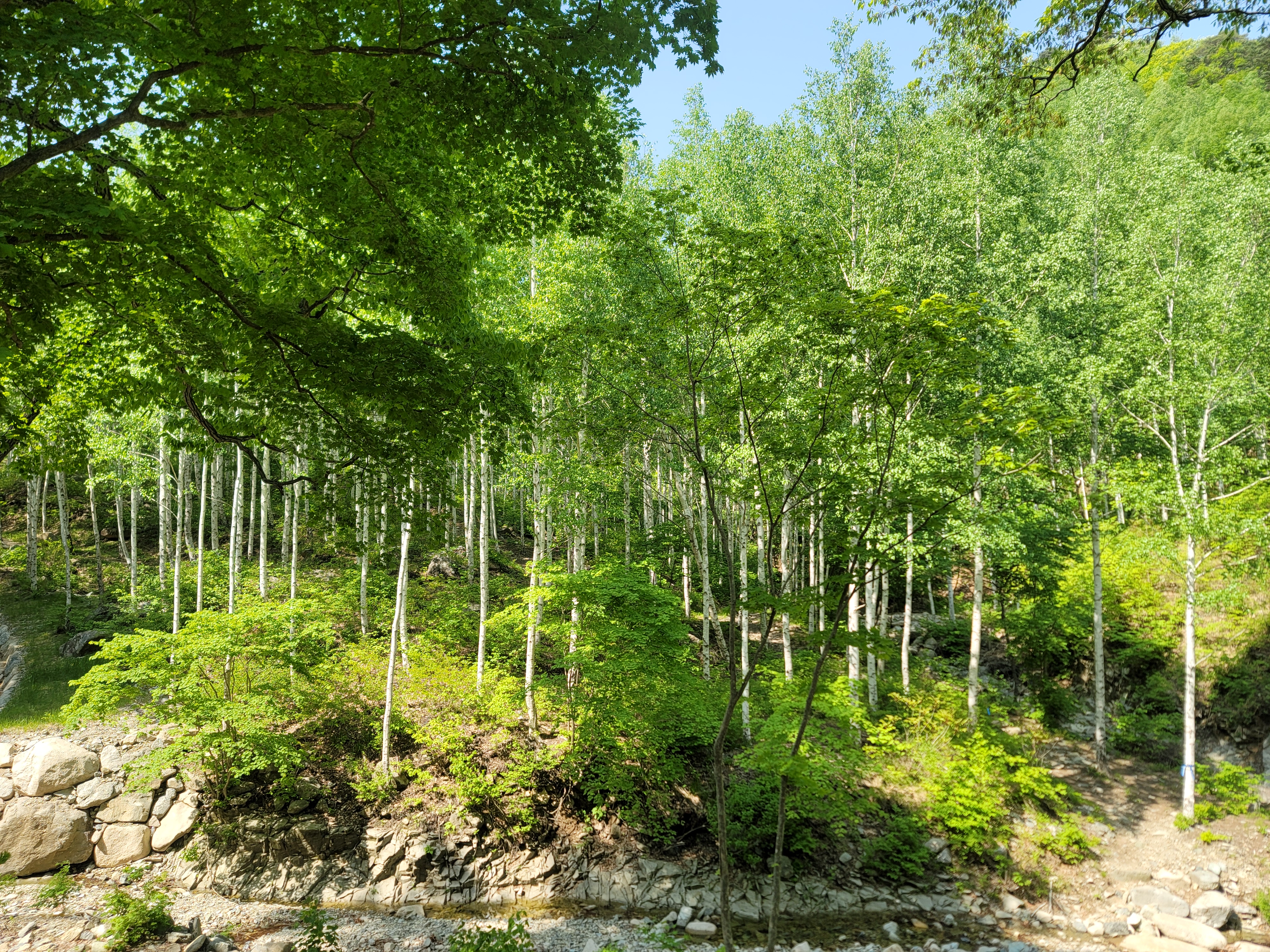영덕국유림관리소, 가족과 함께 걷기 좋은길. 초여름을 반기는 영양 죽파리 자작나무 숲 이미지1