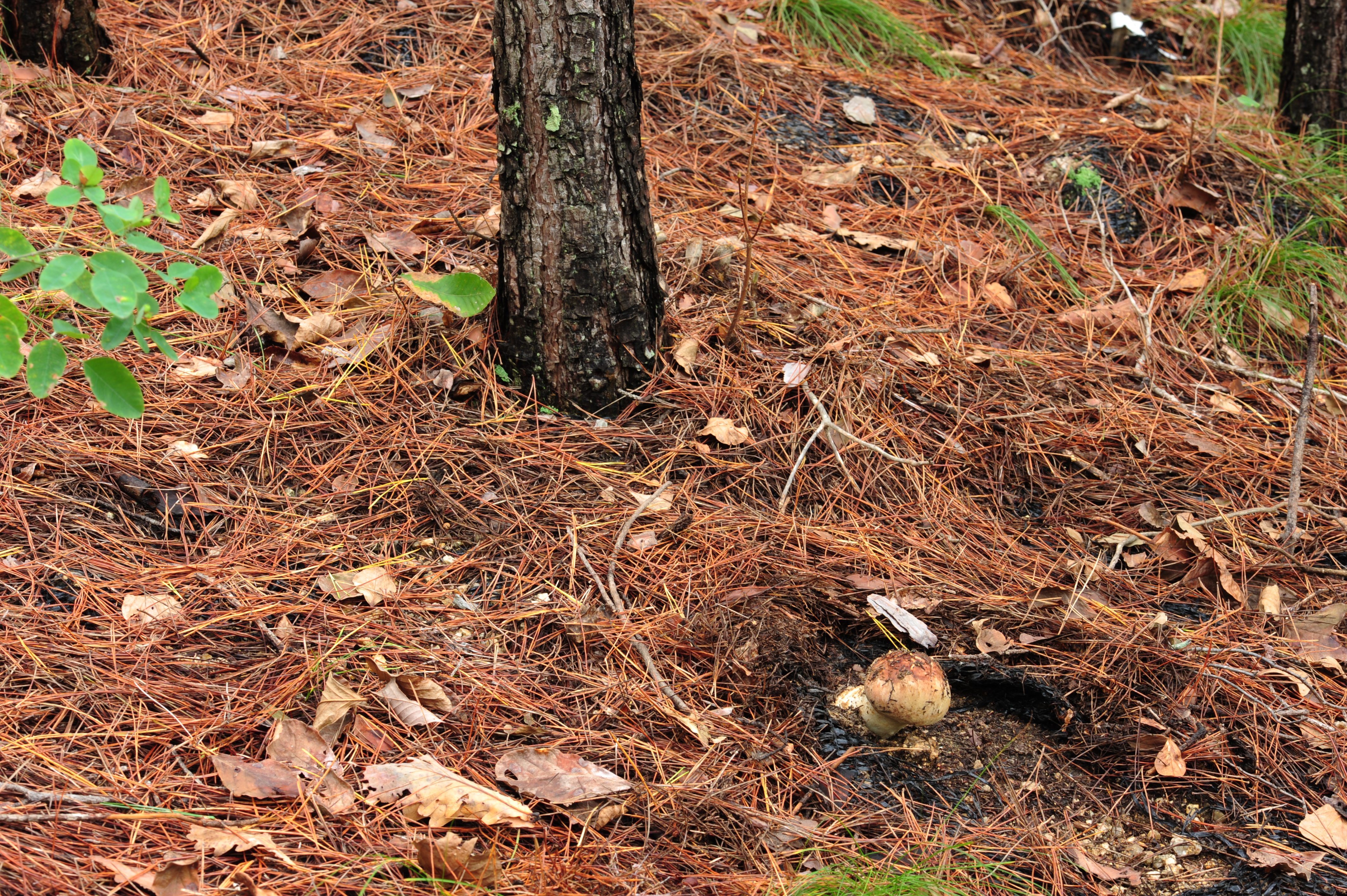 송이 인공 재배 기술, 산불피해지 복구 현장에 적용한다! 이미지1