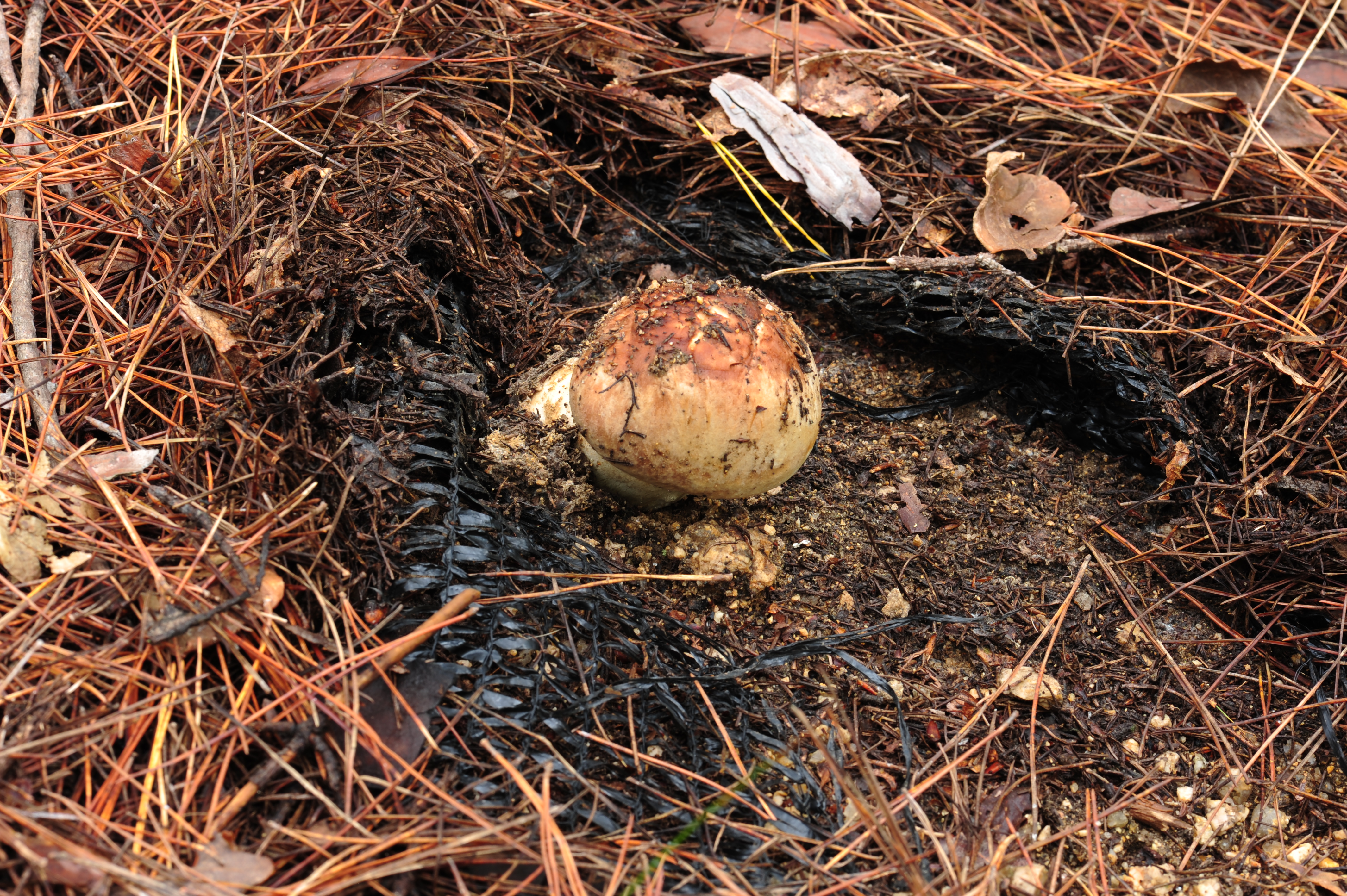 송이 인공 재배 기술, 산불피해지 복구 현장에 적용한다! 이미지2