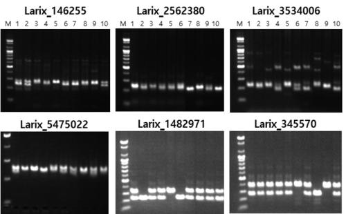 일본잎갈나무 분자표지 개발, DNA 정보로 우수 품종 관리한다!