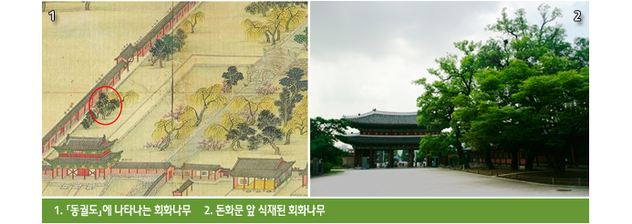 1. 「동궐도」에 나타나는 회화나무     2. 돈화문 앞 식재된 회화나무