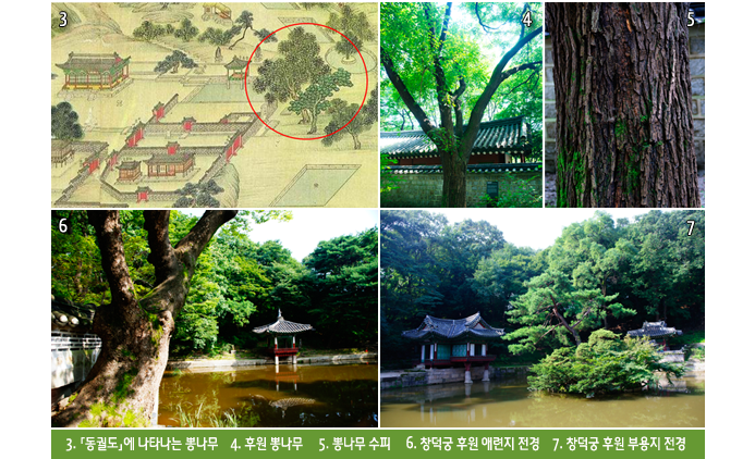 3. 「동궐도」에 나타나는 뽕나무    4. 후원 뽕나무     5. 뽕나무 수피     6. 창덕궁 후원 애련지 전경    7. 창덕궁 후원 부용지 전경 