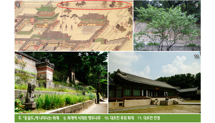 8. 「동궐도」에 나타나는 화계     9. 화계에 식재된 앵두나무    10. 대조전 후원 화계    11. 대조전 전경 