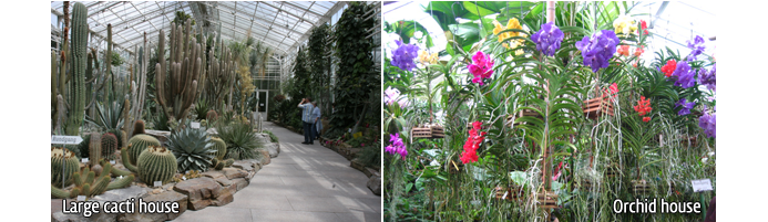 Large cacti house, Orchid house