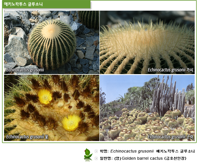 Echinocactus grusonii, Echinocactus grusonii 가시, Echinocactus grusonii 꽃,Echinocactus grusonii 군락 
            학명 : Echinocactus grusonii   에키노각투스 글루소니
            일반명 :(영) Golden barrel cactus (금호선인장)