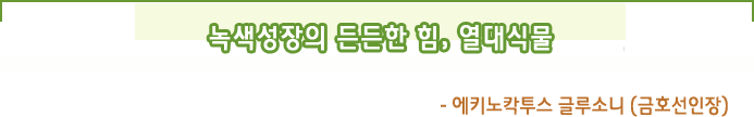 녹색성장의 든든한 힘,  열대식물- 에키노칵투스 글루소니 (금호선인장)