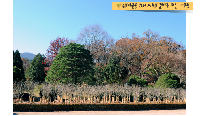 추운겨울을 위해 새로운 준비를 하는 나무들