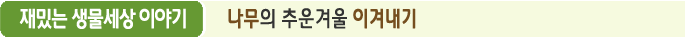 재밌는 생물세상 이야기 나무의 추운겨울 이겨내기