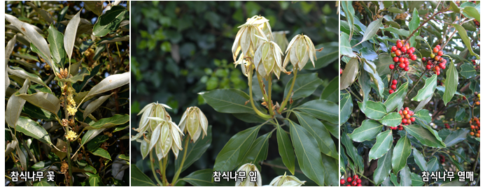 참식나무 꽃, 참식나무 잎, 참식나무 열매